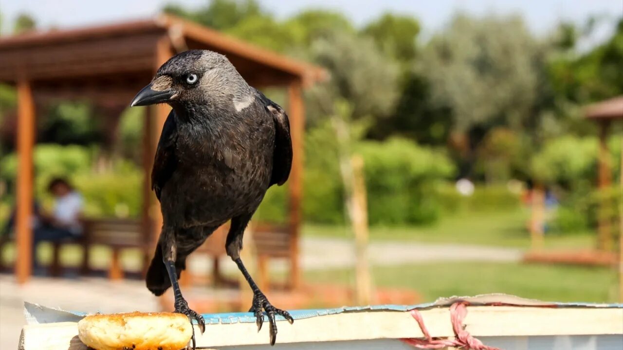 Выкорми ворона. Ворона кормит. Кормим птиц ворона. Чем кормить ворон. Кормить Воронов.