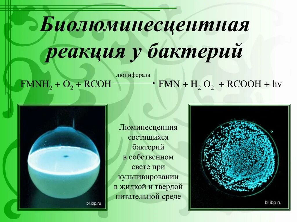 Получение светиться. Биолюминесценция бактерий. Биолюминесценция, светящиеся бактерии. Биолюминесцентная реакция. Люминесцирующие бактерии.