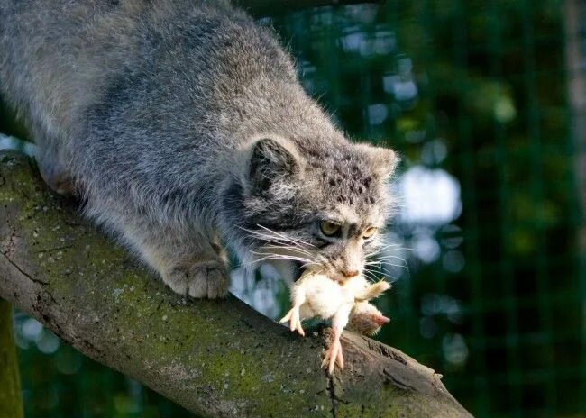 Как выглядит дикая кошка That Cuddly Kitty Is Deadlier Than You Think The New York Times