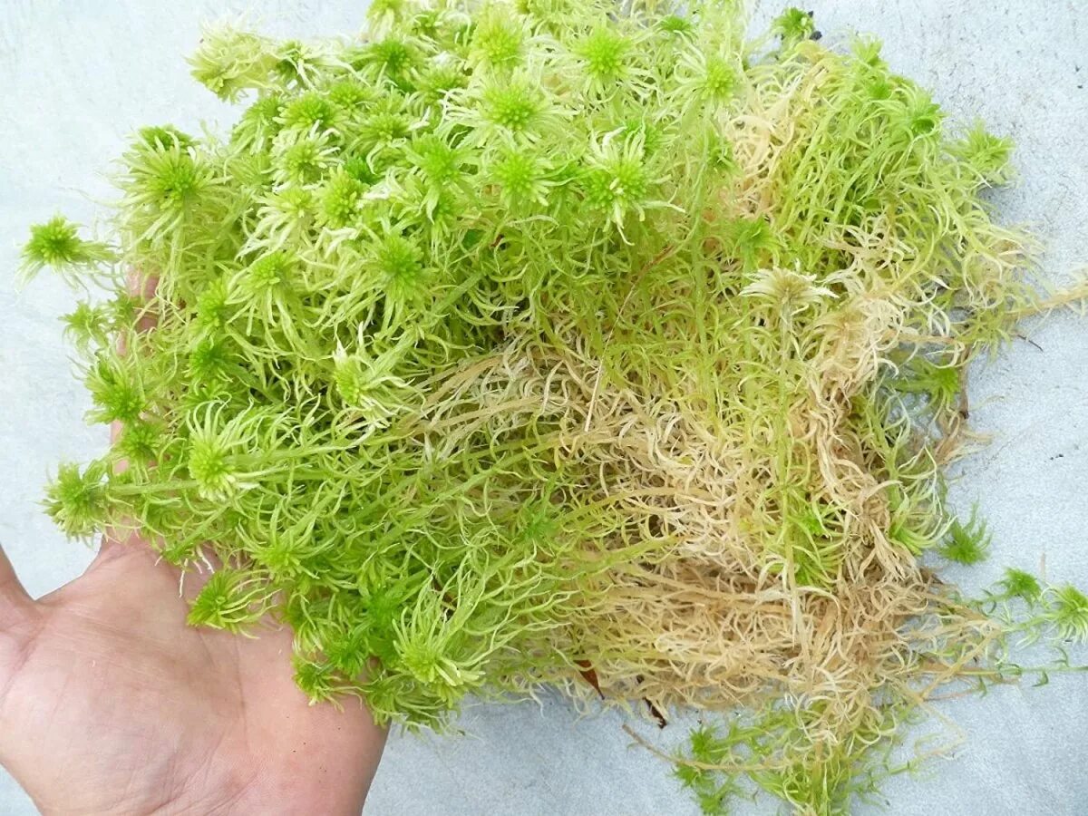 Мох сфагнум в цветоводстве. Сфагнум для комнатных растений. Торфяной мох сфагнум. Мох сфагнум для комнатных растений. Мох сфагнум в горшке.