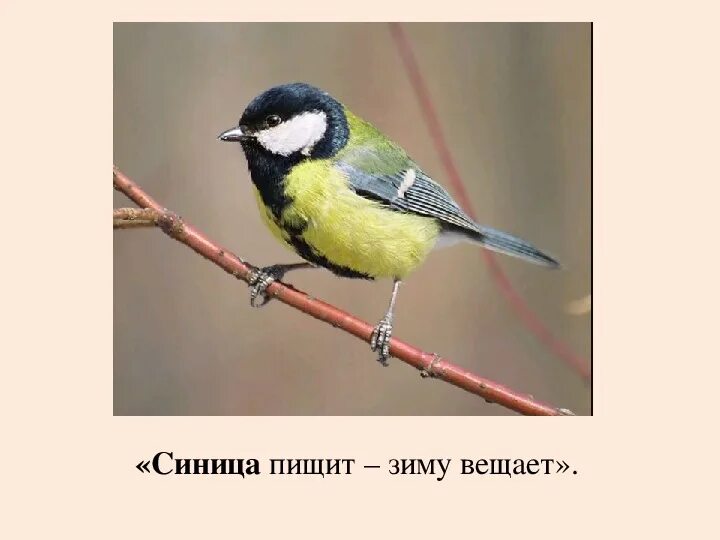 Угадай синица какое у людей самое страшное. Воробьинообразные биология 7 класс. Угадай синица какое у людей самое страшное. Гнездо синицы лазоревки. Угадай синица какое у людей самое страшное.