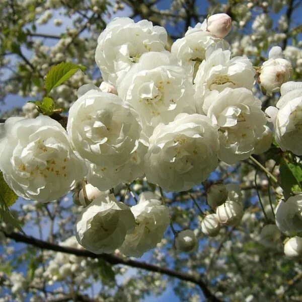 Prunus GLANDULOSA 'ALBA PLENA'
