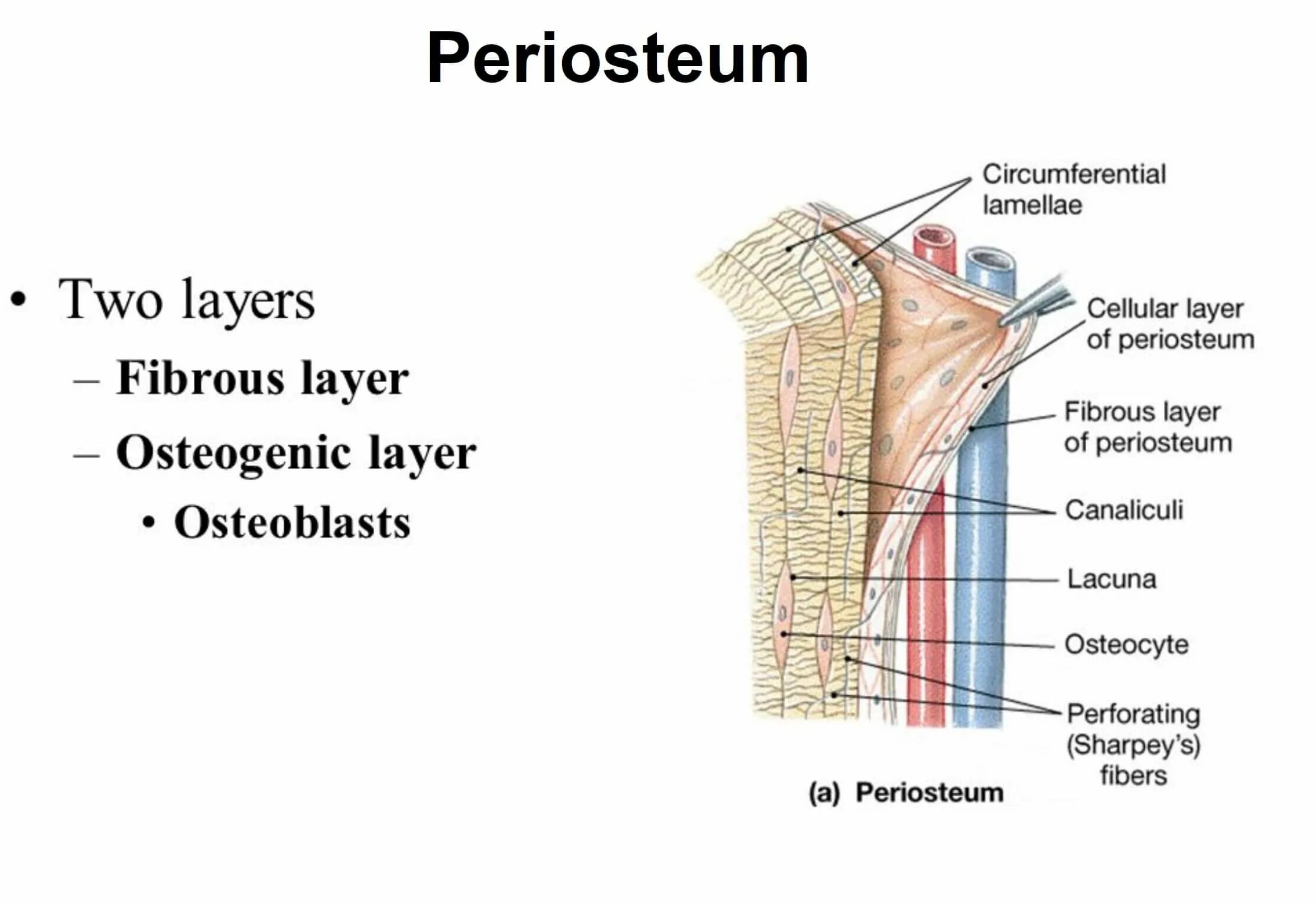 Periosteum. Periosteum & endosteum. Periosteum Maxillae. Periosteum терминоэлементы. Two layer