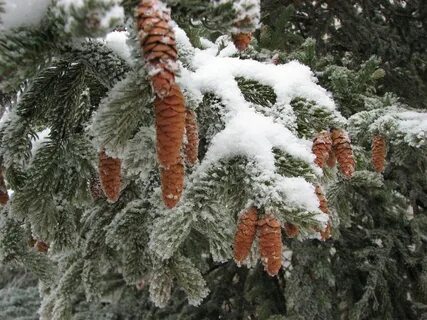 Висят на ели