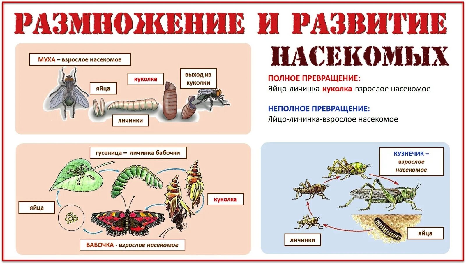 Насекомые с полным и неполным превращением примеры. Размножение с полным превращением и неполным превращением. Полное и неполное размножение насекомых. Размножение насекомых с полным и неполным превращением. Размножение с неполным превращением насекомых 7 класс.