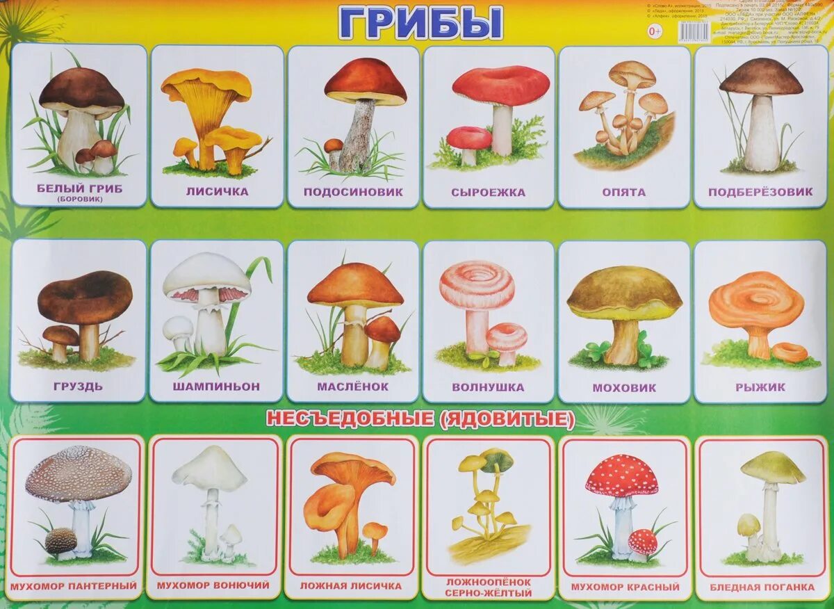 Съедобные и несъедобные грибы рисунок. Карточки съедобные и несъедобные грибы для детей. несъедобные грибы карточки для детей с названиями. съедобные и несъедобные грибы карточки игра.