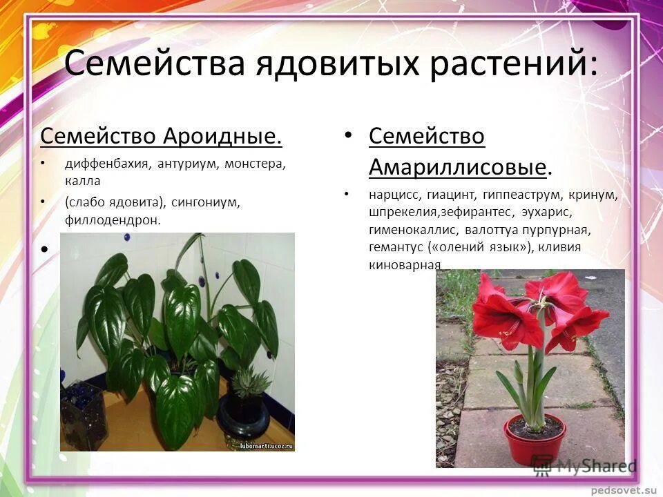 монстера семейство ароидные. молочай мадагаскарский. семейства комнатных растений. цветы семейства ароидные. ядовитые цветы комнатные.