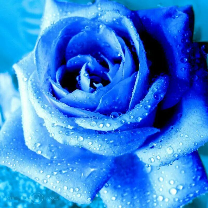 Выполнен в голубом цвете голубой. Красивый синий цвет. Бирюзовые розы. Красивый голубой цвет.