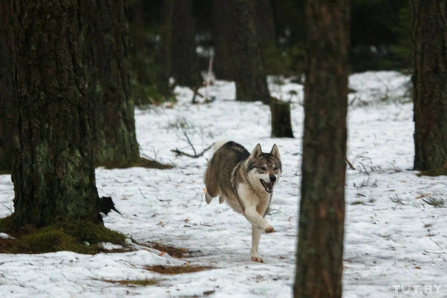 волки на дороге зимой. стая волков в деревне. волки вышли к людям. волки вышли к людям. волчья стая фильм 2015.