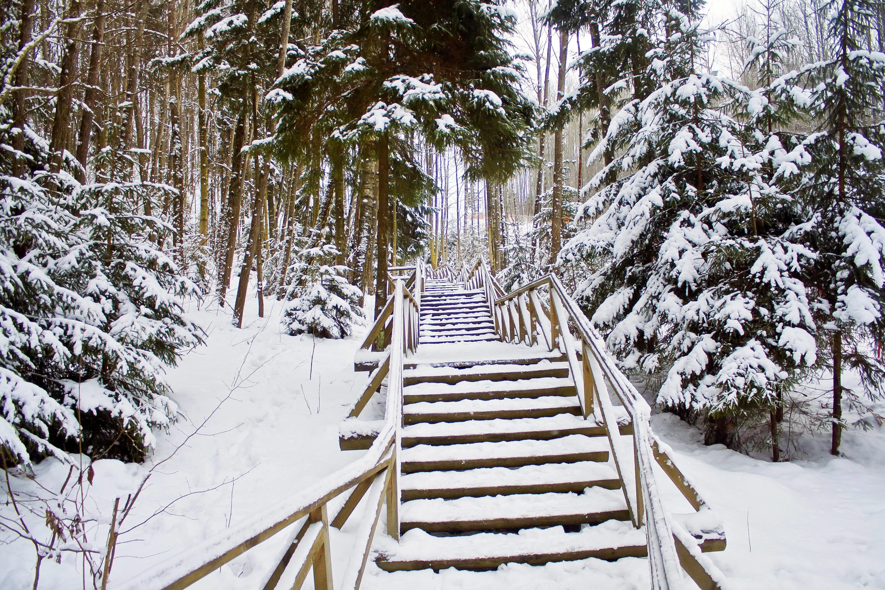 Зимние ступени. Зимняя лестница. Зимний ступеньки. Лестницы в зимнем лесу.