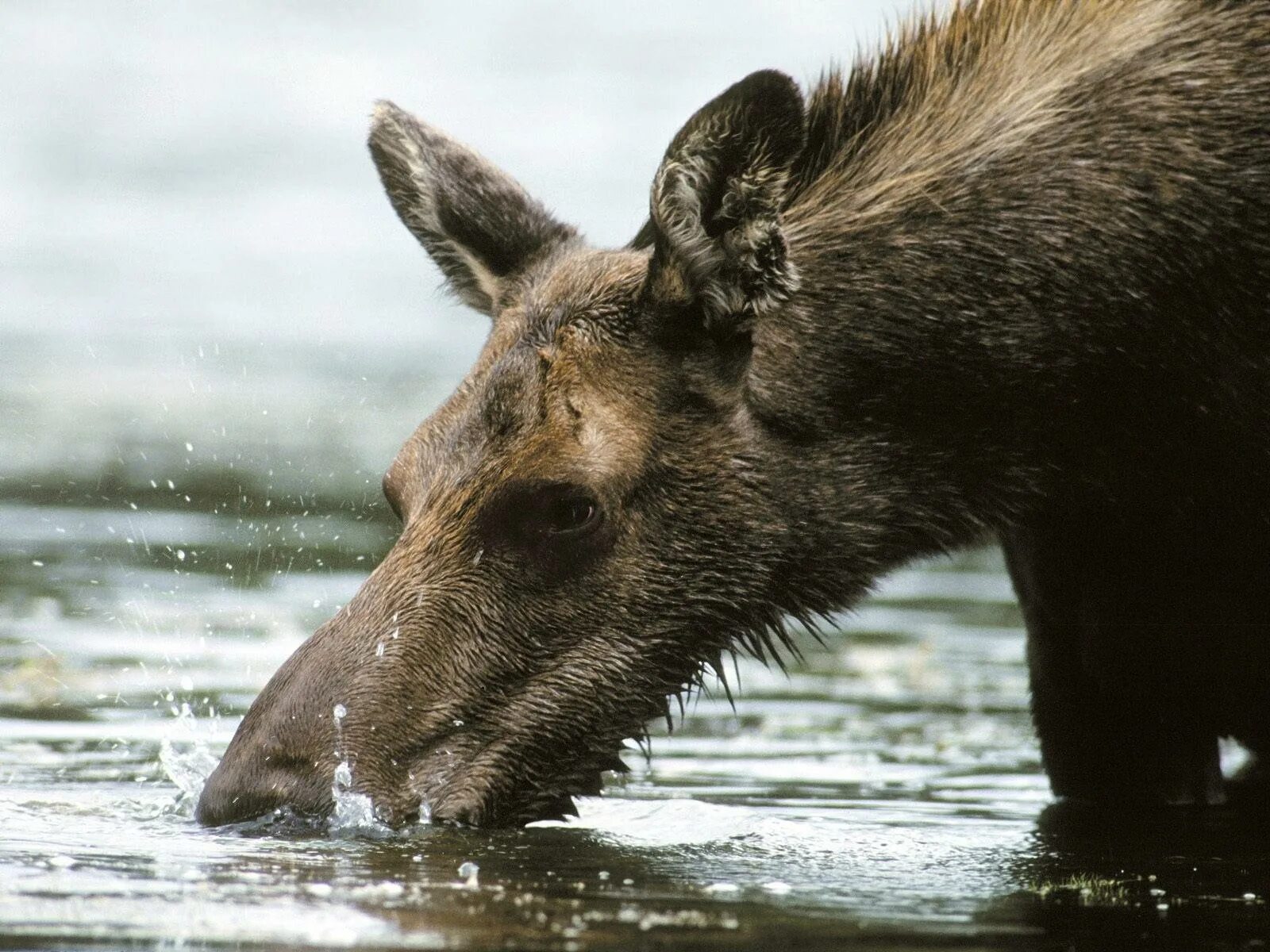 Лось пьет воду. Лось на водопое. Лосиха на водопое. Пьнт водулоси.