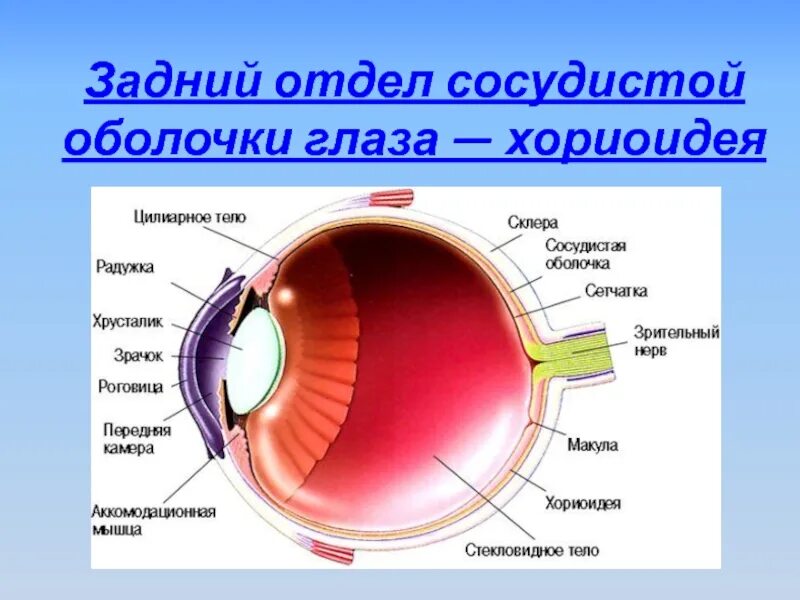Сосудистая оболочка глазного яблока. Хориоидея анатомия. Склера роговица слепое пятно. Строение и функции хориоидеи. 3 части сосудистой оболочки глаза
