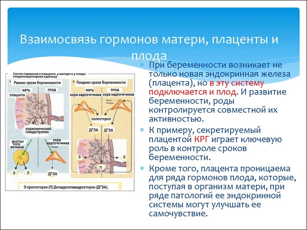 Гормоны после беременности. Плацента гормоны и функции. Гормоны синтезируются в плаценте. Гормоны эмбриона. Гормоны выделяющиеся в плаценте.