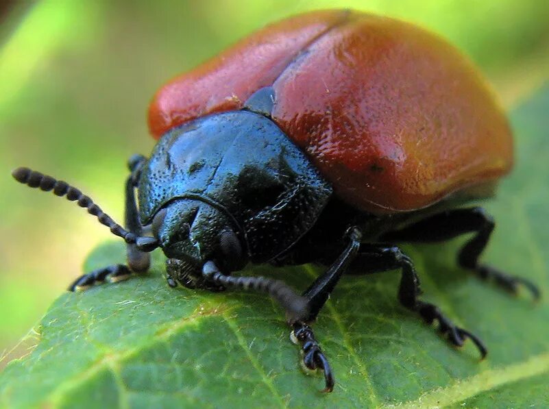 жук листоед гречишный. жук жучок. небольшой жук с коричневыми крыльями. фото жучка. жук жучок.