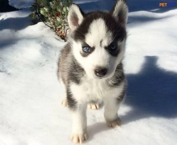 Собаки хаски девочки. Хаски девочка. Сибирская хаски девочка. Сибирская хаски девочка. Сибирская хаски девочка.