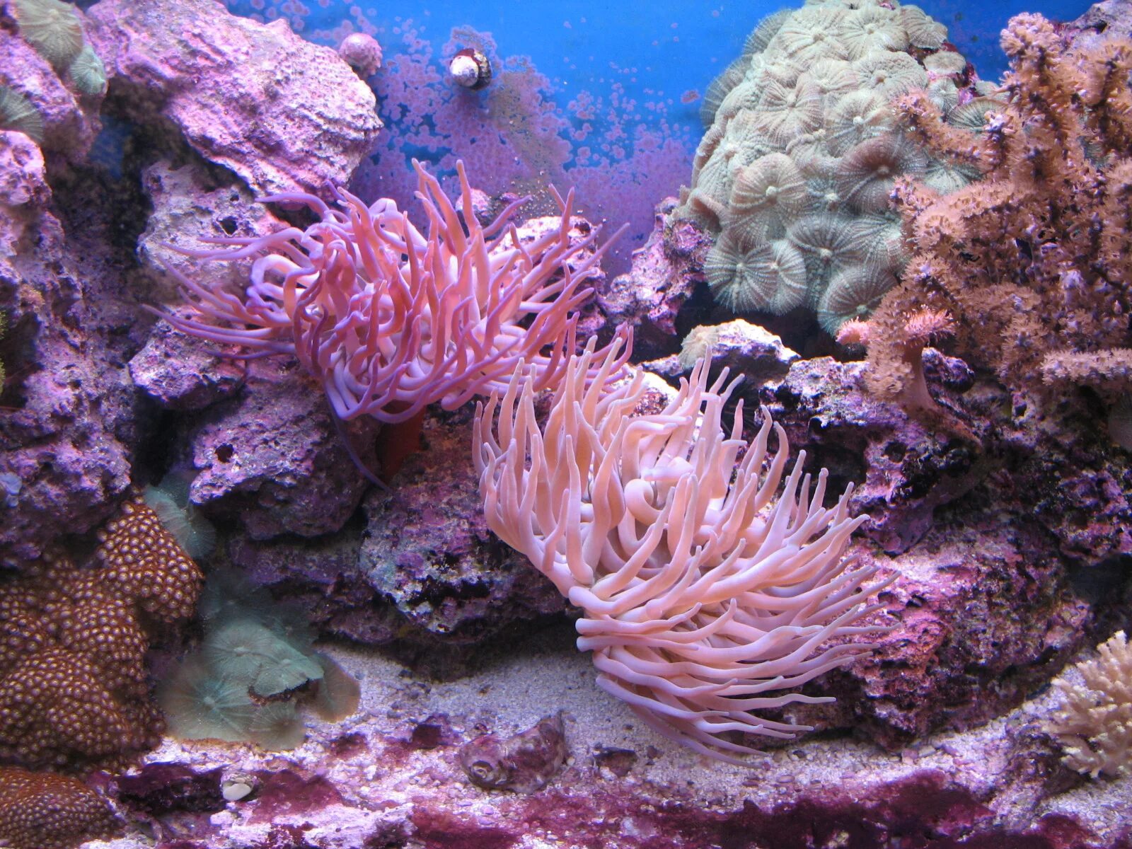 Коралловые полипы альционарии. Коралл Montastraea. Большой Барьерный риф. Розовый коралл.