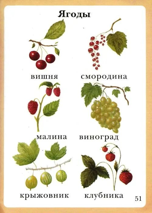 Где находится ягодка. Где находится ягодка