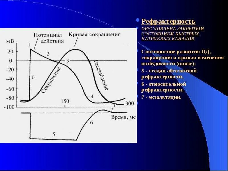 Относительная фаза рефрактерности обусловлена. Рефрактерность и экзальтация. Причины рефрактерности. Фазы рефрактерности физиология.