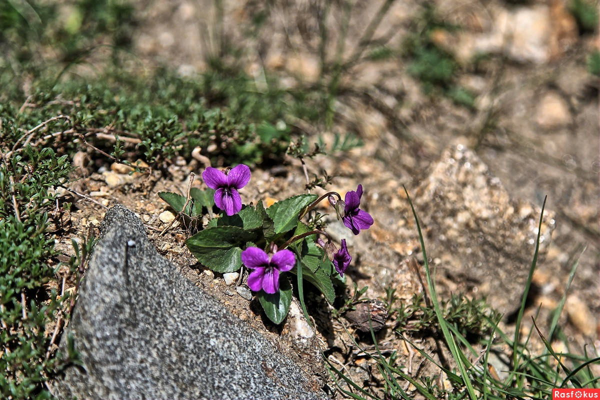 Фиалка в природе. Фиалка морица. Узамбарская фиалка в природе. Фиалка даурская. Фиалка в природе.