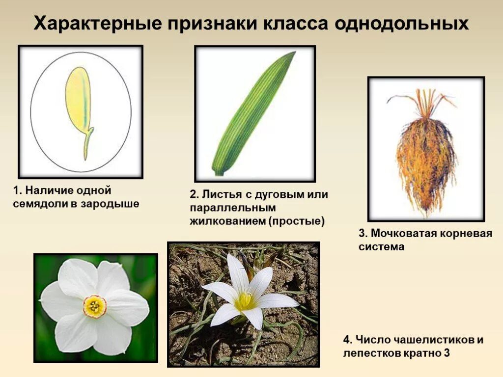 Нарцисс однодольное или двудольное. Семейства однодольных растений. Характерные признаки класса Однодольные. Класс Однодольные растения. Основной признак однодольных