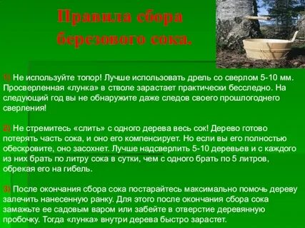 Сколько хранится березовый