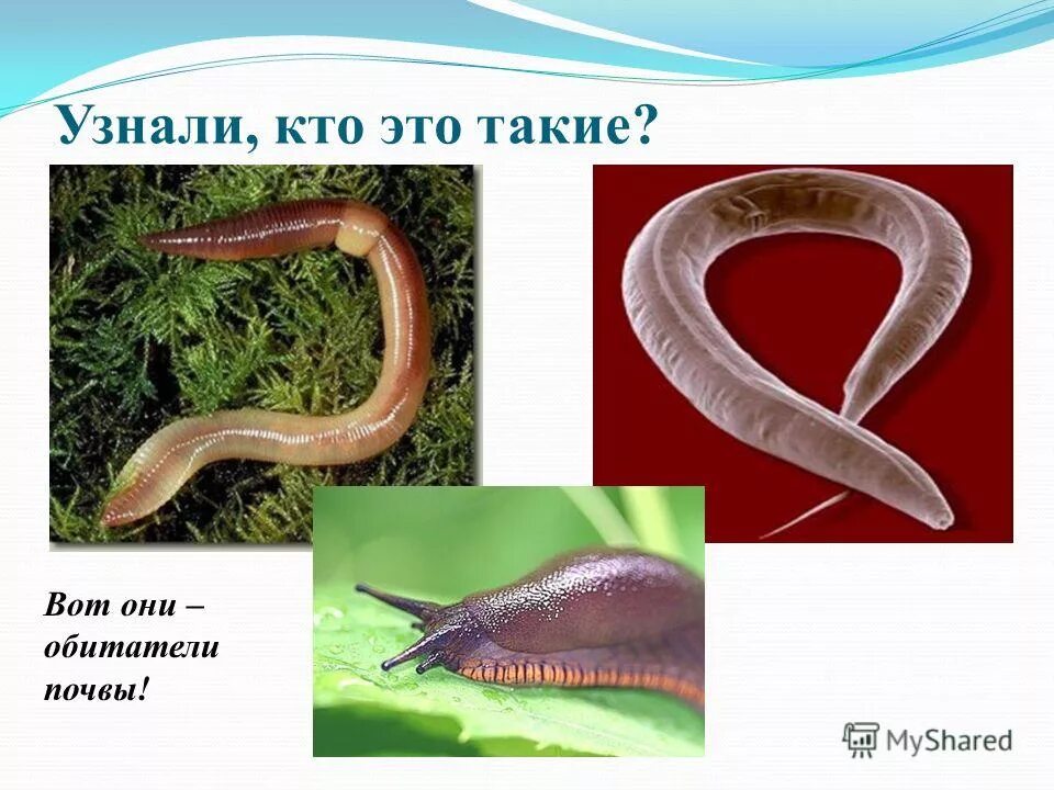 Какие существа обитают в почве. Почвенные обитатели. животные которые обитают в почве. обитатели которые живут в почве. подземные обитатели.