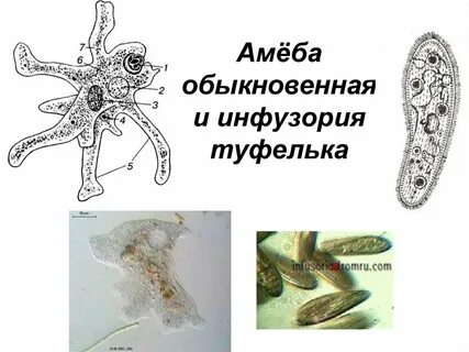 Амеба обыкновенная дышит кислородом растворенным в воде