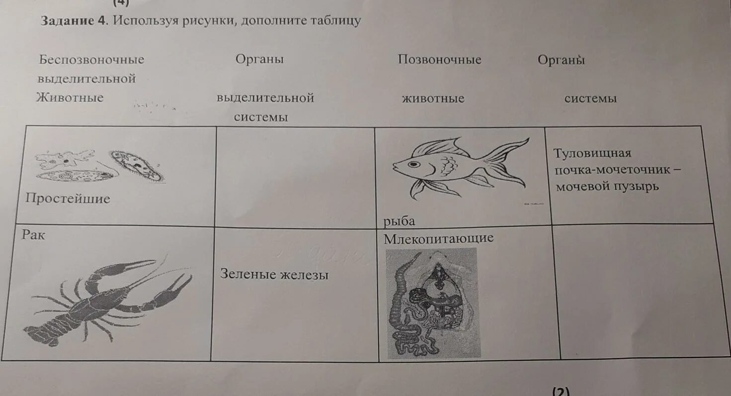 Какой организм изображен на рисунке. Дополни таблицу группы животных. Дополни таблицу группы животных по способу питания. Дополни таблицу слон Карп.