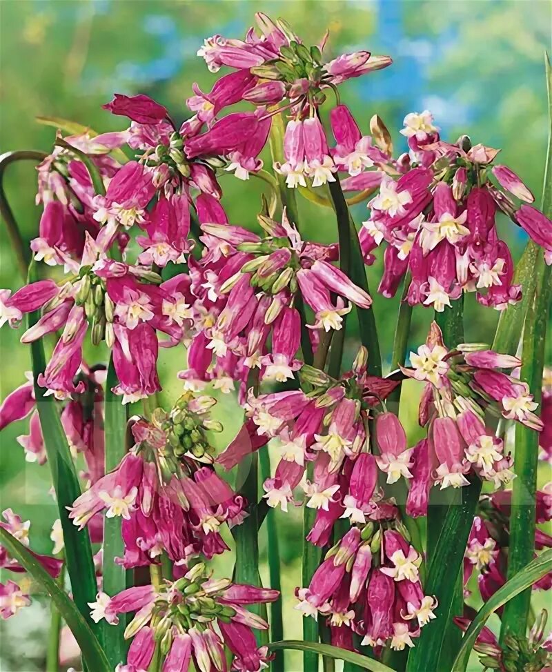 Dichelostemma ida-maia Изображение особи Плантариум