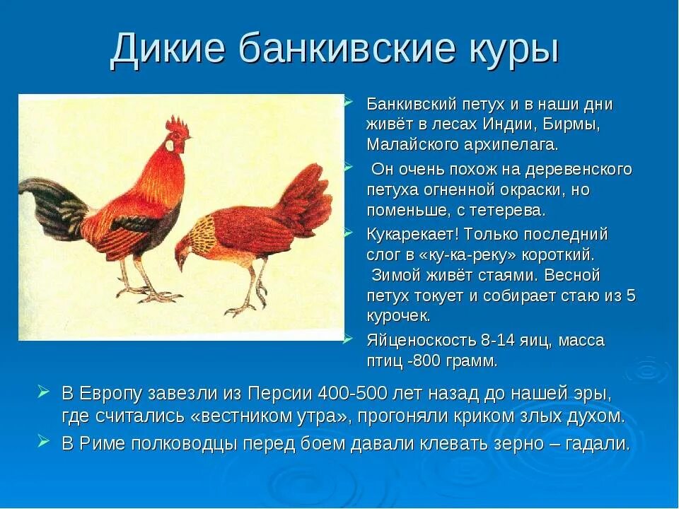 Сколько живут домашние петухи. Дикие банкивские куры дикий предок. Банкивская курица и петух. Предки домашних кур. Петухи виды.