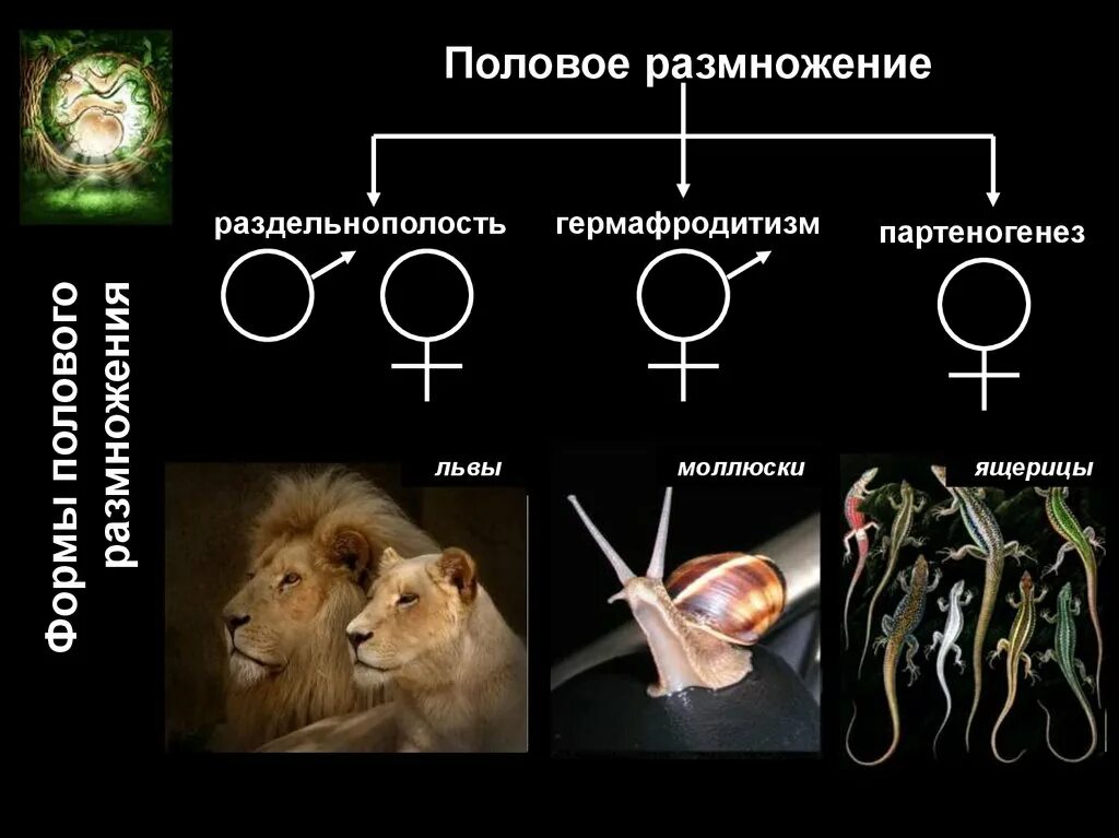 Каким путем размножается