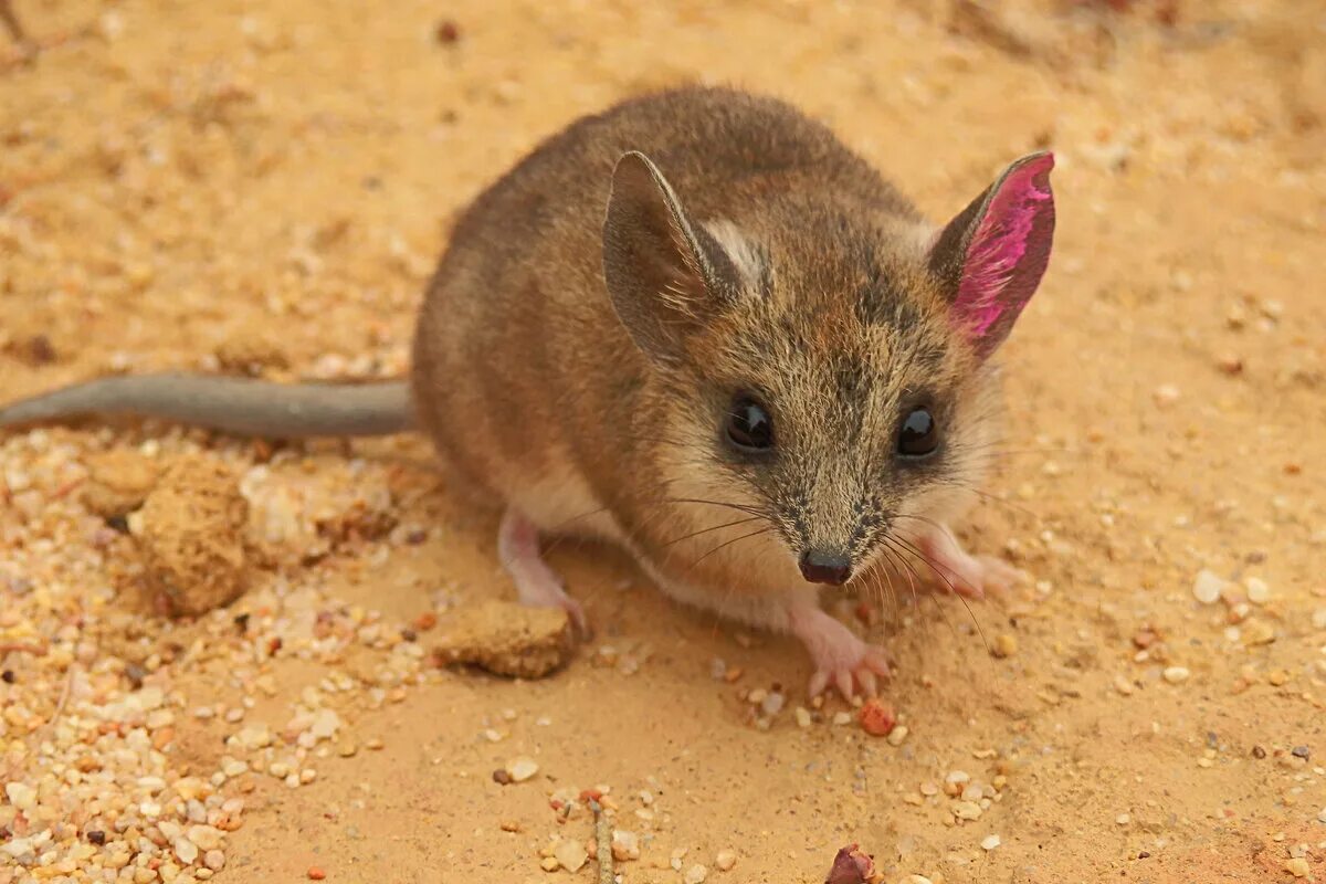 Животные похожие на мышь. Сумчатая мышь Кимберли. Жирнохвостая сумчатая мышь. Гребнехвостая сумчатая мышь. Австралийская мышь.