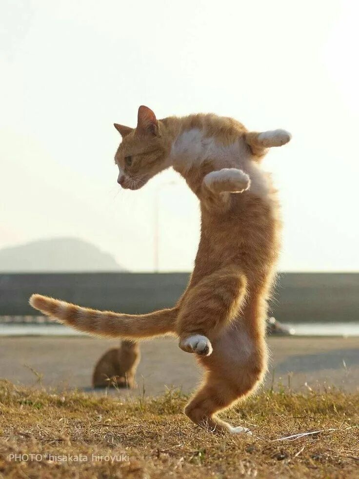 Котиков которые танцуют