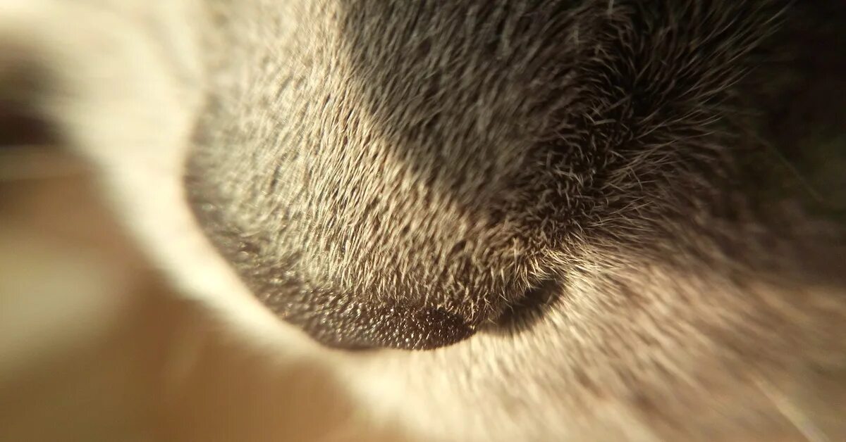 Мокрый нос у кота. Вид сверху здоровой кошки. Бенгал синдром сухого носа. У кота сухой нос и холодные лапы.