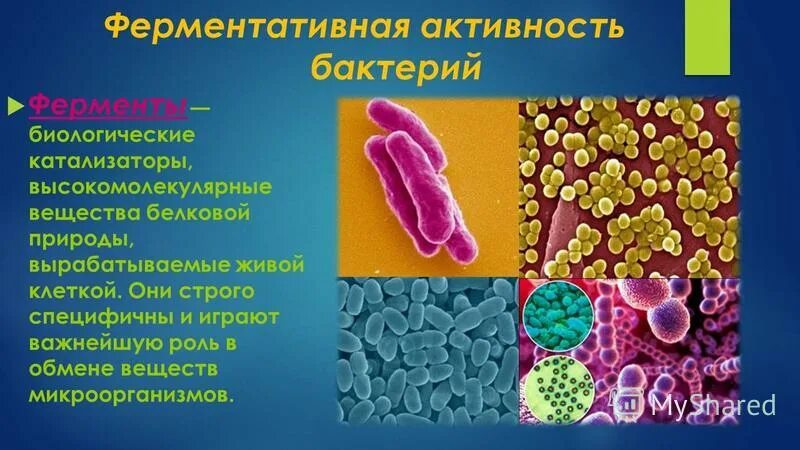 Ферментативные бактерии