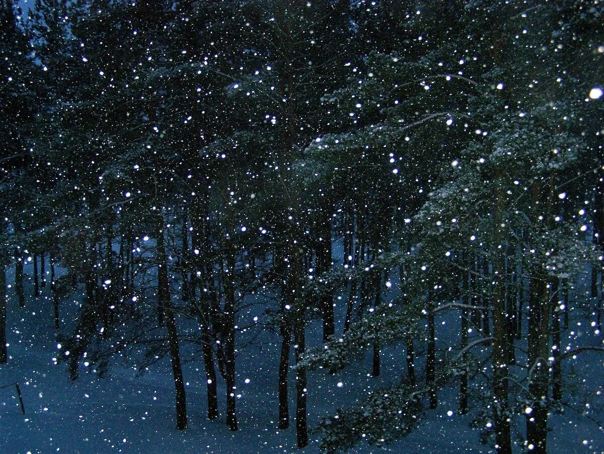 Падающий снег. Зимний лес ночью. Сказочный зимний лес. Снег идет. Шум падающего снега