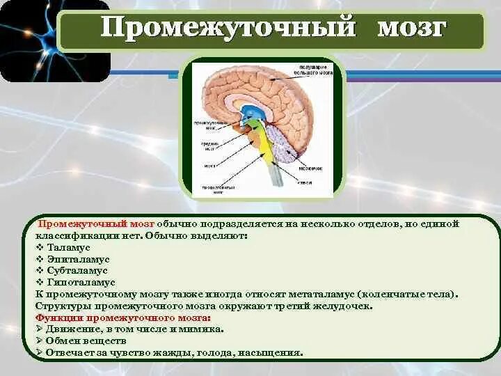 Метаталамус эпиталамус субталамус. Промежуточный мозг. Функции промежуточного мозга. Промежуточный мозг подразделяется на.