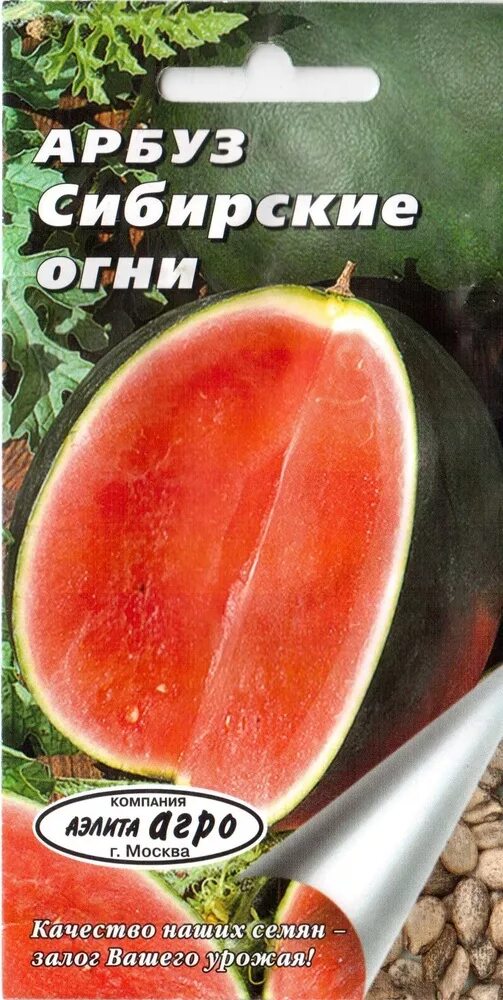 Арбуз сибирский гигант. Сорт арбуза сибирские огни. Арбуз сибирские огни. Арбуз сибирский гигант. Сорт арбуза сибирские огни.