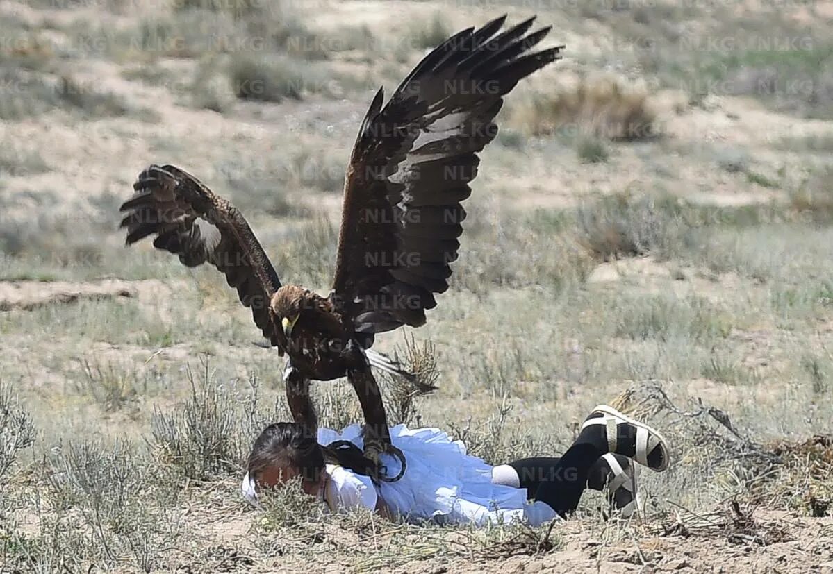 Беркут Бургут. Беркут Кыргызстан. Орел нападает на человека.