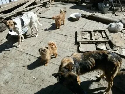 Приют собак мелкаши для маленьких