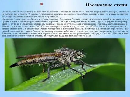 Насекомые степи
