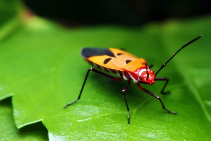 Bug break. Насекомые в финляндии. bugs электронные жучки. bug&#039;doyzor. bug картинка.