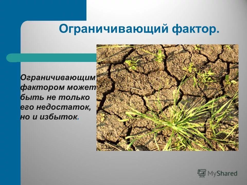 ограничивающими факторами д. ограничивающим фактором для растений является. закон ограничивающего (лимитирующего) фактора.