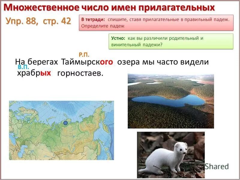 родительный падеж вопросы. падежи русского языка таблица с вопросами и окончаниями и предлогами. видели храбрых горностаев какой падеж прилагательного. смелые отважные зверьки какой падеж. русский язык 4 класс упражнение 88.