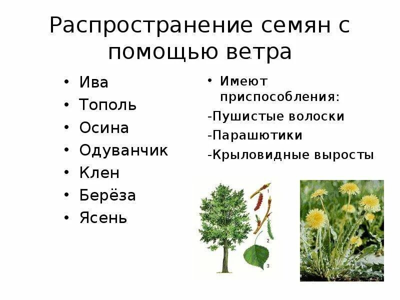 Каким способом распространяется. Способы распространения семян. Распространение плодов и семян. Распространение плодов и семян с помощью ветра.