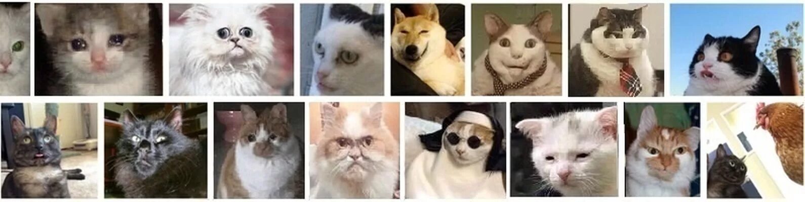 Как называется мем с котом. Коты мемы. котик мем. смешные коты мемы. мемчики с котами.