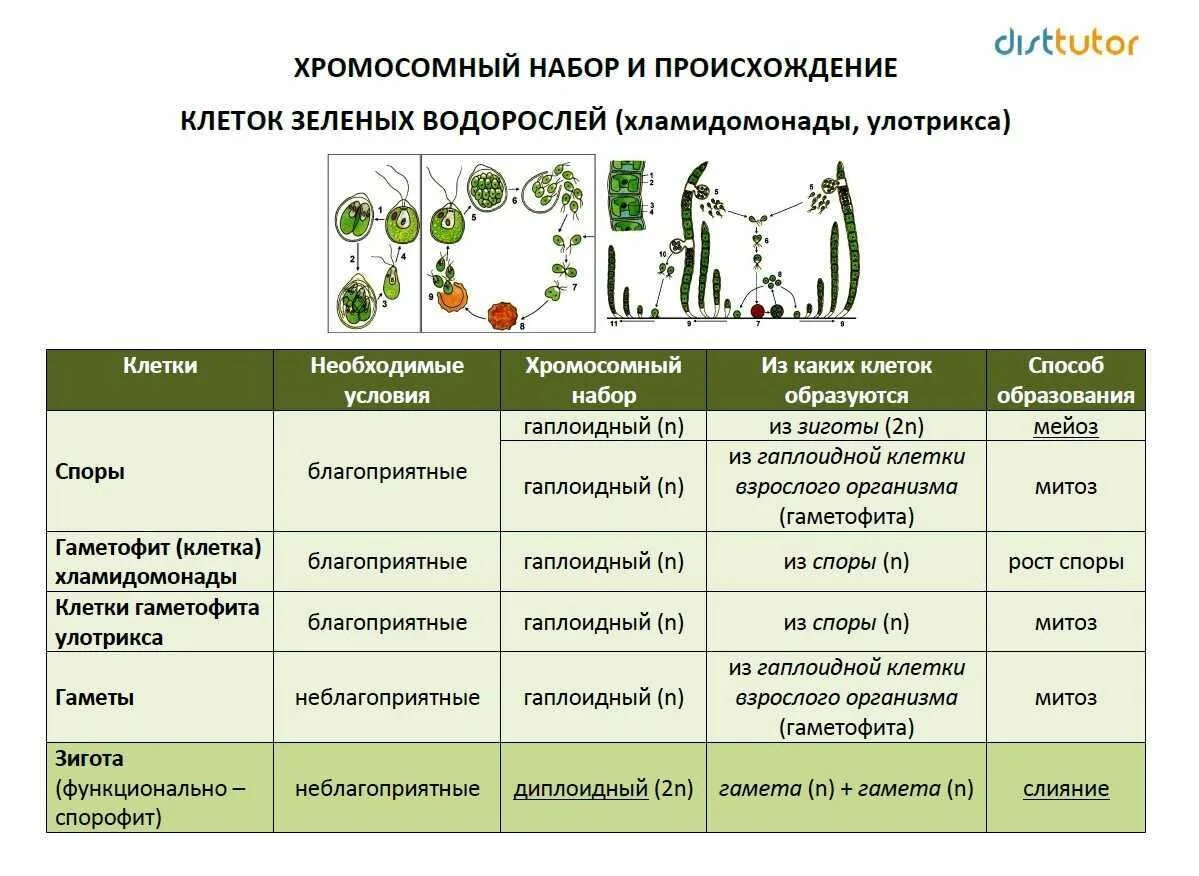 Жизненный цикл водорослей ЕГЭ биология. Жизненные циклы споровых растений таблица. Циклы развития растений шпаргалка. Жизненный цикл растений ЕГЭ биология таблица. Характеристика грибов неограниченный рост активный образ жизни