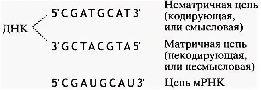 Смысловая и транскрибируемая днк