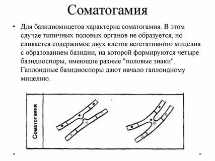 Соматогамия