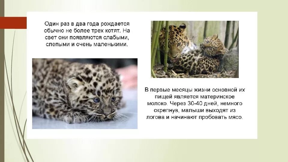 Дальневосточный леопард сообщение. Дальневосточный леопард доклад. дальневосточный леопард презентации. амурский леопард рассказ. дальневосточный леопард проект.